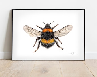 Bumble Bee Art Print - Vibrant Watercolour Painting - Insect Illustration