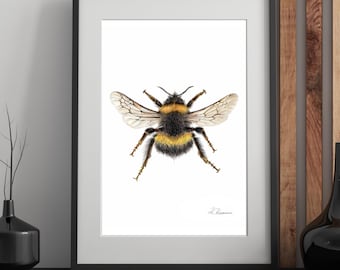 Bumble Bee Art Print - Vibrant Coloured Pencil Drawing - Insect Illustration