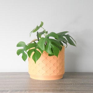 May include: A green plant with large leaves in a light orange ceramic pot with a textured diamond pattern.