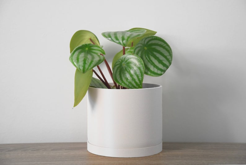 Modern Minimalist Planter With Drainage & Saucer in White, Unique 3D