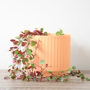 May include: A trailing plant with green and red leaves in a peach-colored planter with vertical ridges.