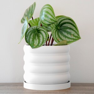 May include: A green and white patterned houseplant in a white ceramic pot with a white saucer. The pot has a ridged design.