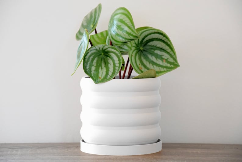 May include: A green and white patterned houseplant in a white ceramic pot with a white saucer. The pot has a ridged design.