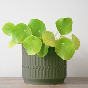 The Mabel Planter in Matte Dark Green image 4