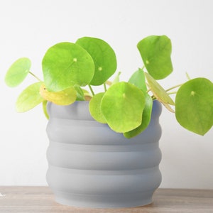 Bubbly Planter with Drainage, 3D Printed Plant Pot, Home Decor, 6 Inch, 8 Inch, Succulent Pot, Flower Pot, Unique Planter, Plant Lover Gift, Gifts for Her, Event Decor, Retro Planter, Minimalist Plant Pot, Miss Planty Pants