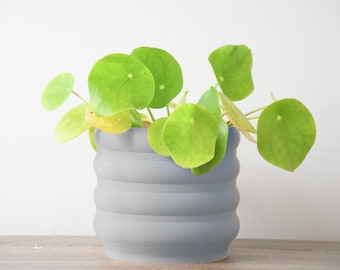 May include: A green leafy plant with round leaves in a gray ceramic pot with a textured design.