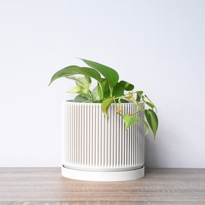 May include: A white ceramic planter with vertical grooves, featuring a green plant with trailing vines. The planter has a matching white saucer.