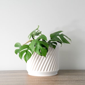 May include: A white ceramic planter with a swirling, textured design. A green plant with large leaves is growing in the planter.