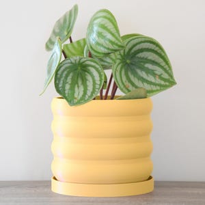 May include: A yellow ceramic planter with a wavy design, featuring a green and white watermelon-patterned plant.