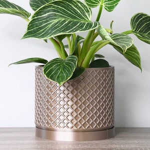 May include: A houseplant with variegated leaves in a gold-colored ceramic planter with a diamond pattern. The planter has a matching saucer.