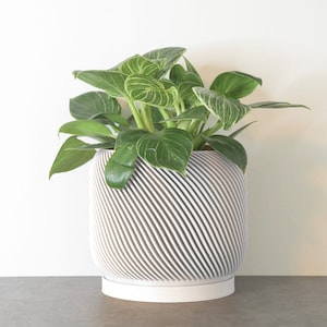 Puede incluir: Una planta de interior en maceta con hojas verdes grandes y patrones de rayas blancas y verdes. La planta está en una maceta cilíndrica blanca con un platillo a juego. La maceta tiene un diseño texturizado único con líneas diagonales.