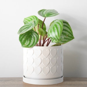 May include: A green and white houseplant with variegated leaves in a white ceramic pot with a heart pattern. The pot has a matching saucer.