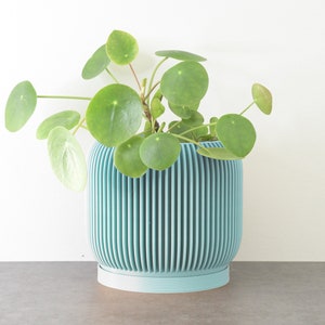 May include: A light blue ceramic planter with a ribbed design, featuring a green plant with round leaves.