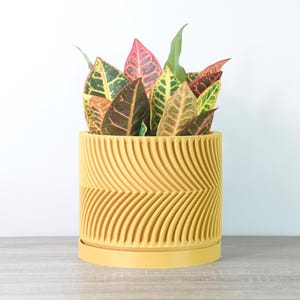 May include: A yellow planter with a wavy pattern holds a houseplant with green and red leaves.