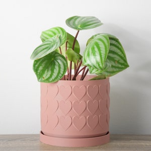 May include: A pink ceramic planter with a heart pattern, holding a green houseplant with striped leaves.