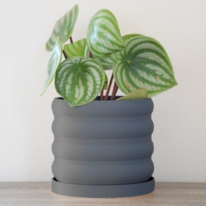 May include: A green and white houseplant with variegated leaves in a dark gray ceramic pot with a matching saucer.