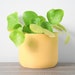 see more listings in the Yellow Pots section