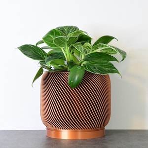 May include: A copper-colored planter with a unique, swirling design holds a green plant with large, pointed leaves.