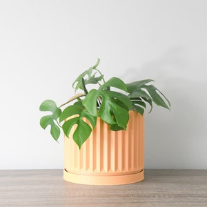 May include: A green leafy plant in a light orange ceramic planter with a ribbed design. The planter has a matching saucer.
