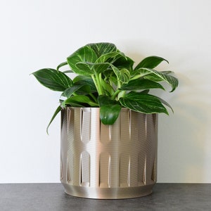 May include: A green leafy plant in a gold metallic planter with a textured design.
