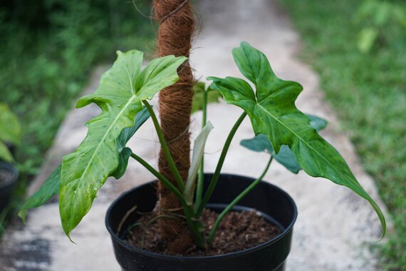 Philodendron Golden Dragon Lime Fiddle Free Phytosanitary Etsy Singapore