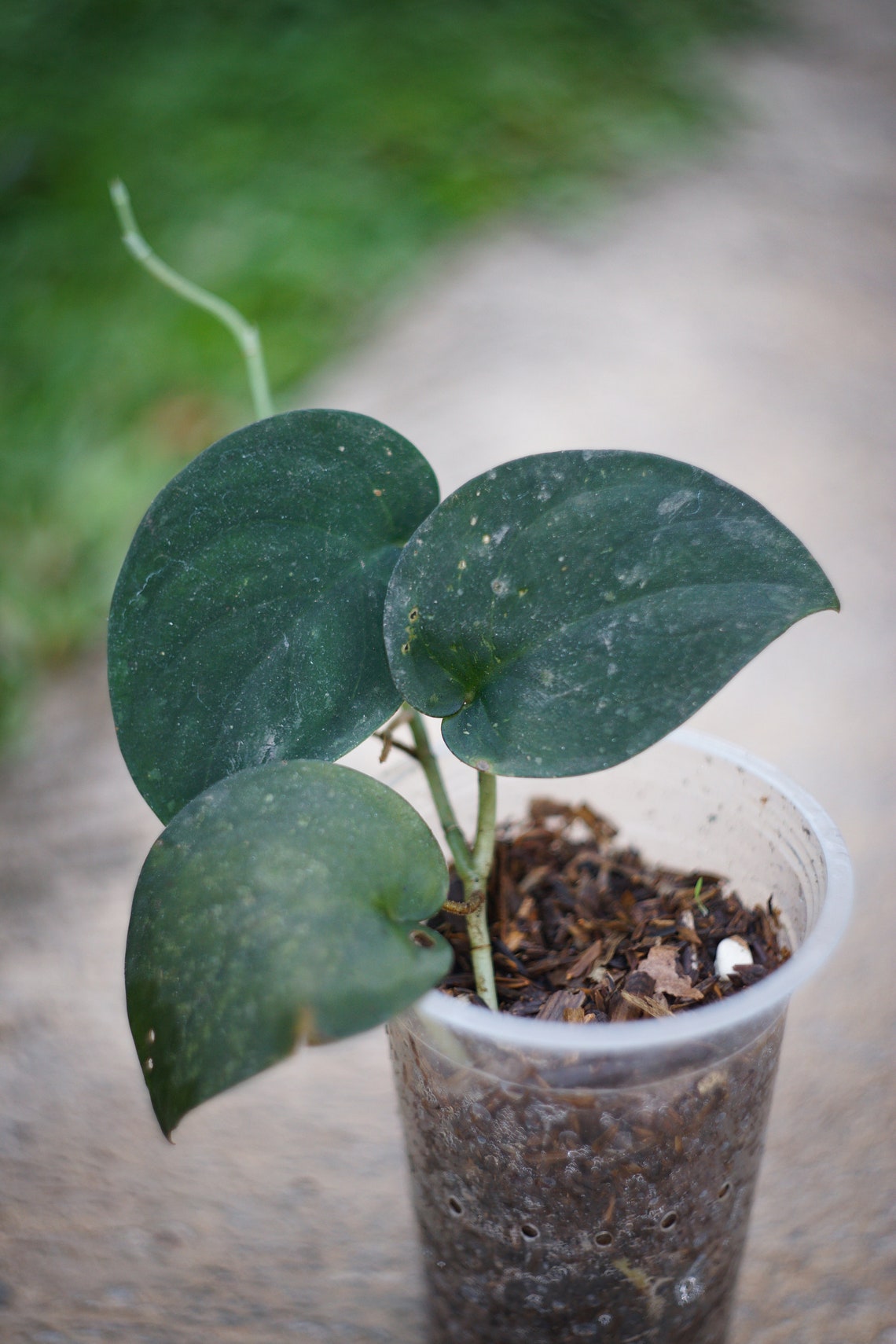 Scindapsus Jade Satin Scindapsus Pothos SP Borneo Free Etsy