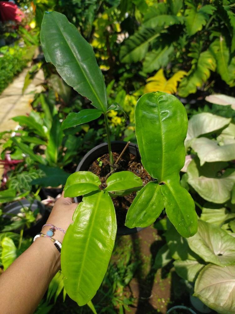 Syngonium Auritum Free Phytosanitary Certificate Etsy