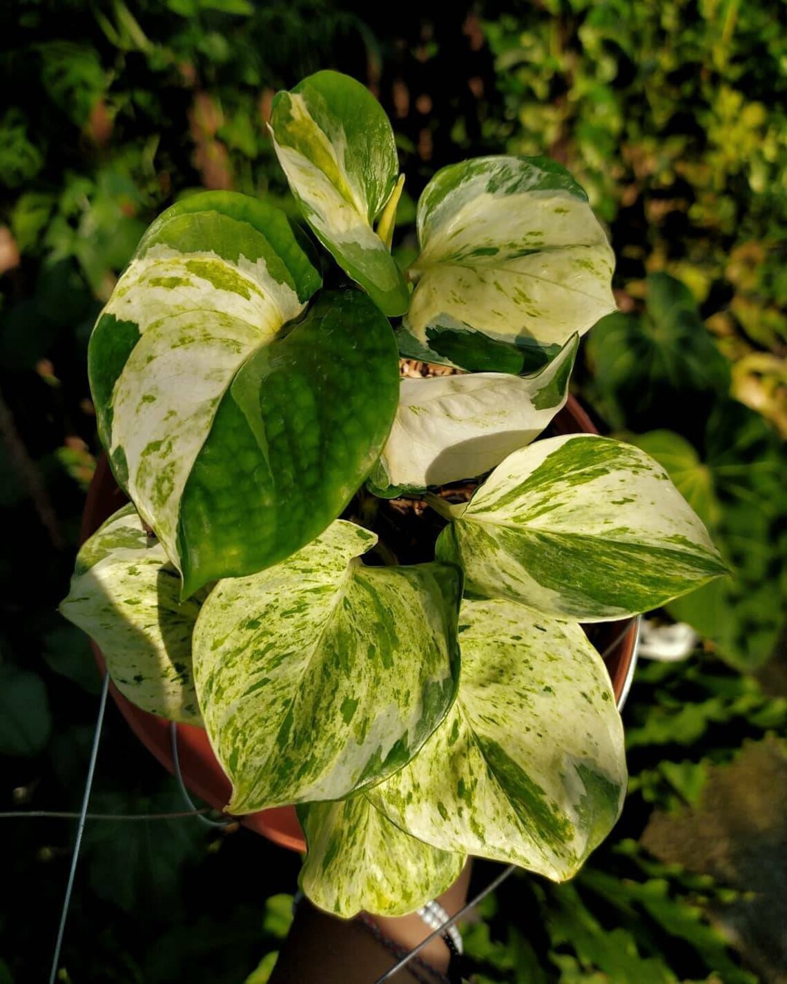 Epipremnum Manjula Medium Size Free Phytosanitary Etsy