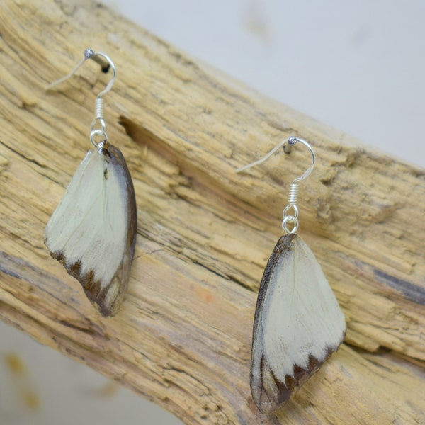 Real Butterfly Wing Earrings / Gift for Her / Silver Plated / Ethically Sourced / Unique Jewellery / Taxidermy / Entomology