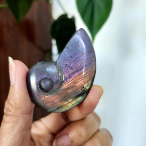 Flashy Rainbow Labradorite Shell crystal carving. This stunning crystal shell has full body flash on both sides. Ideal crystal gift to all crystal collecting family and friends.2.1" x 1.35".