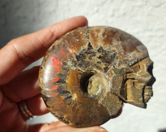 Ammonite skull head • Fossil skull Specimen • Ammonite Mineral Crystal skull carving gift home decoration