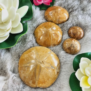 Sand Dollar Fossil • Sea Biscuit Fossil • Sand Dollar Crystal Sand Dollar mineral specimen- Madagascar crystal gift home display