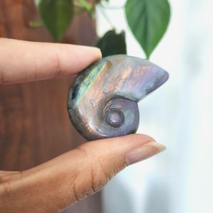 Flashy Rainbow Labradorite Shell crystal carving. This stunning crystal shell has full body flash on both sides. Ideal crystal gift to all crystal collecting family and friends.2.1" x 1.35".