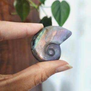 Flashy Rainbow Labradorite Shell crystal carving. This stunning crystal shell has full body flash on both sides. Ideal crystal gift to all crystal collecting family and friends.2.1" x 1.35".