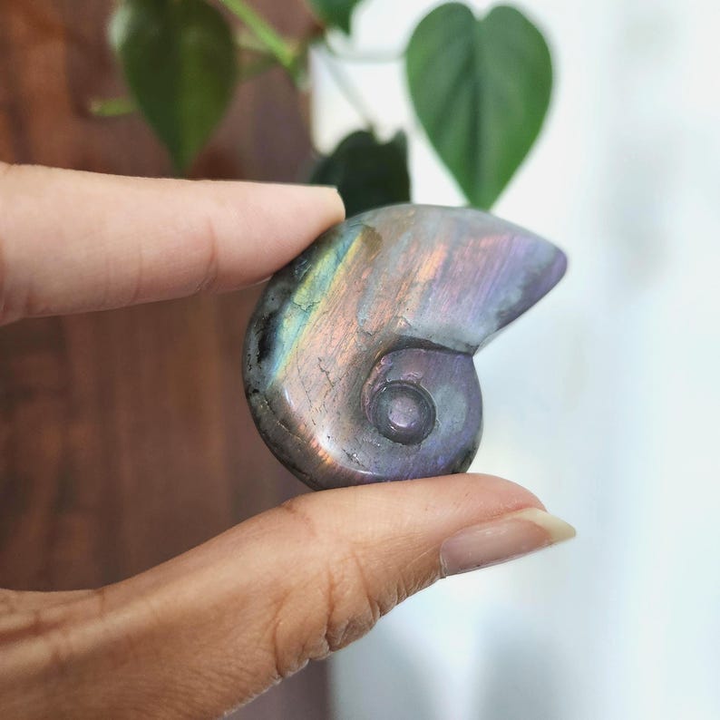 Flashy Rainbow Labradorite Shell crystal carving. This stunning crystal shell has full body flash on both sides. Ideal crystal gift to all crystal collecting family and friends.2.1" x 1.35".