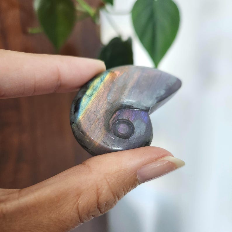 Flashy Rainbow Labradorite Shell crystal carving. This stunning crystal shell has full body flash on both sides. Ideal crystal gift to all crystal collecting family and friends.2.1" x 1.35".