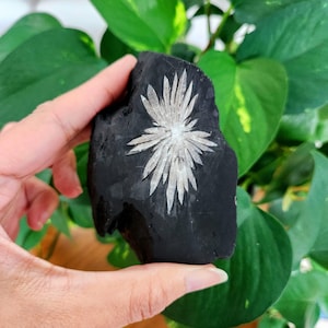 Chrysanthemenstein • 3,4-Zoll-Chrysanthemenstein-Mineralprobe • Naturstein | Kristallgeschenk, alter Kristall