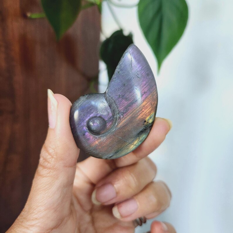 Flashy Rainbow Labradorite Shell crystal carving. This stunning crystal shell has full body flash on both sides. Ideal crystal gift to all crystal collecting family and friends.2.1" x 1.35".