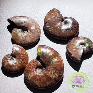 Ammonite Fossil shell Specimen Conch Fossil • Natural Ammonite gift home decor - Ammonite crystal