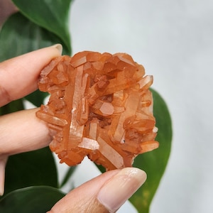 Tangerine Quartz cluster • Natural Brazilian Tangerine Quartz point specimen mineral cluster • Quartz Gift crystal home decoration