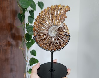Ammonite Fossil Shell 4.6" Natural Conch on stand • Ammonite Specimen • Ammonite Mineral Crystal ammonite fossil gift home decor