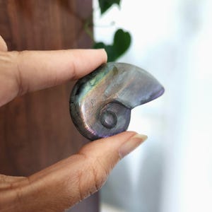 Flashy Rainbow Labradorite Shell crystal carving. This stunning crystal shell has full body flash on both sides. Ideal crystal gift to all crystal collecting family and friends.2.1" x 1.35".