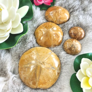 Sand Dollar Fossil • Sea Biscuit Fossil • Sand Dollar Specimen Mineral - Crystal fossil Sand Dollar - Madagascar - Crystal gift home decor