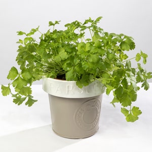 May include: A potted parsley plant in a light brown ceramic pot with a white rim. The pot has the word "Parsley" embossed on the rim.