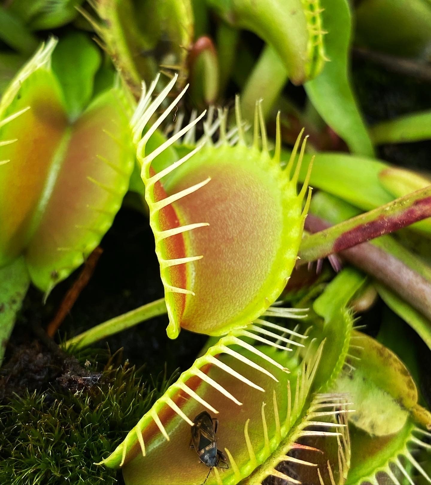 Baby Dionée attrape-mouche, plante intérieur, plante carnivore