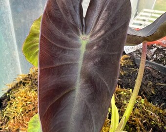 1 Plante raciné Colocasia Illustis, plante intérieur, extérieur, tropical, RARE