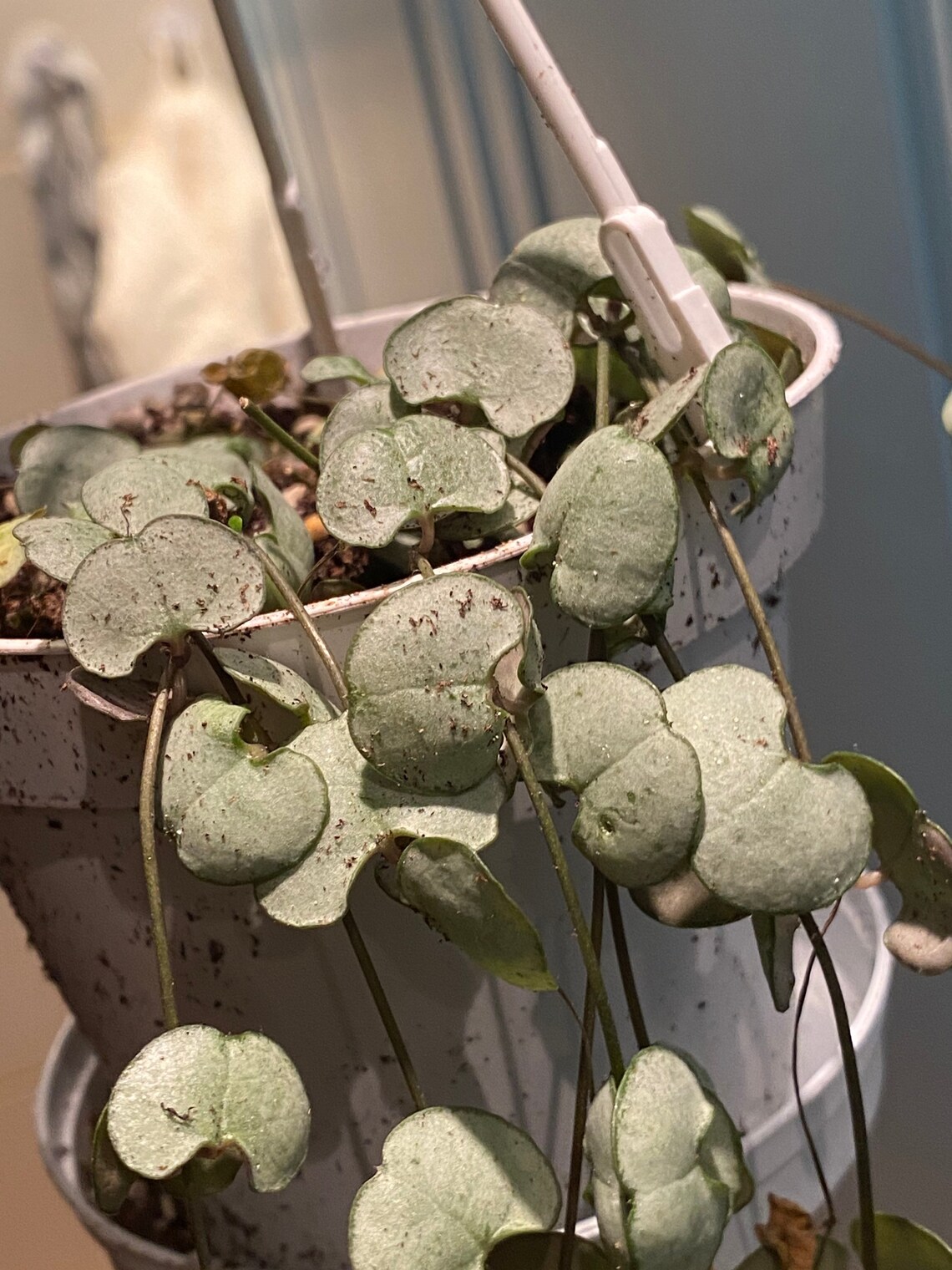 Цветок парашют Ceropegia woodii