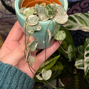 Ceropegia Woodii Variegata, indoor plant, cuttings, RARE image 6