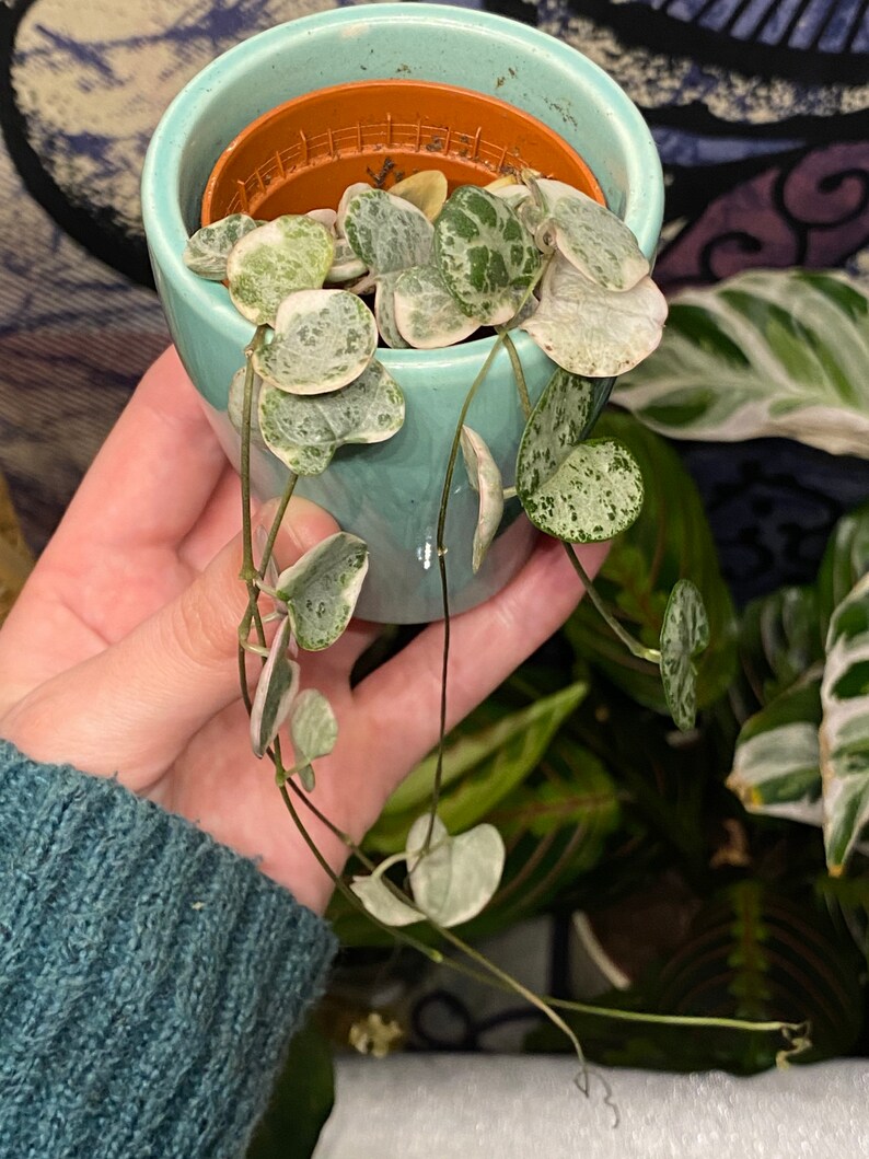 Ceropegia Woodii Variegata, indoor plant, cuttings, RARE image 6