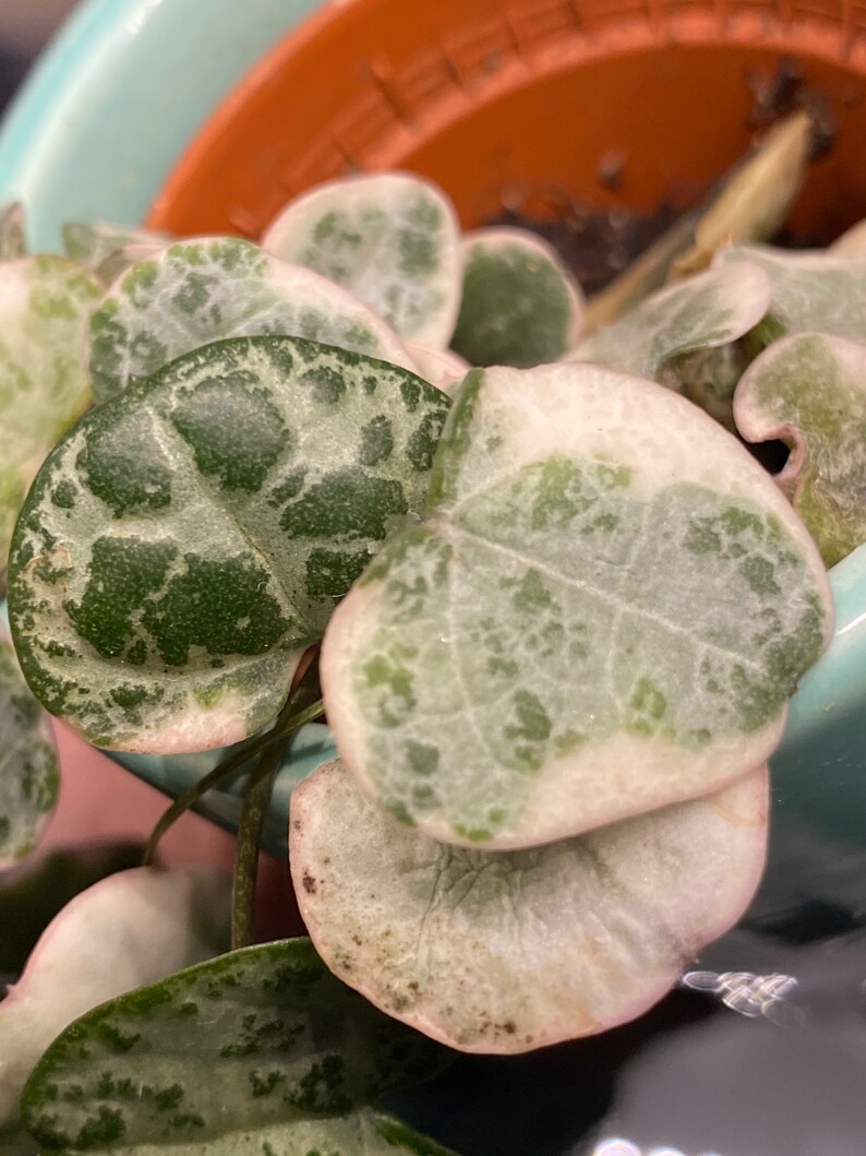 Ceropegia Woodii Variegata, indoor plant, cuttings, RARE image 4